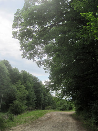 svasta-poezie-maramures-2